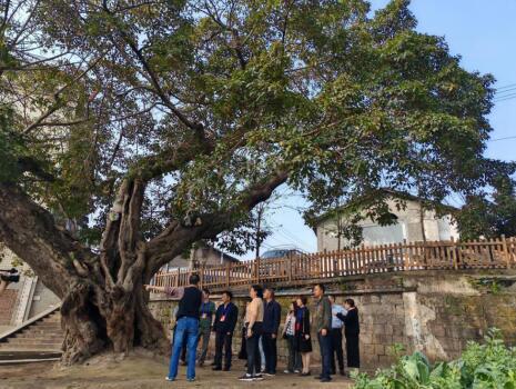 内江市政协民建界别委员参加全市古树名木保护工作调研活动